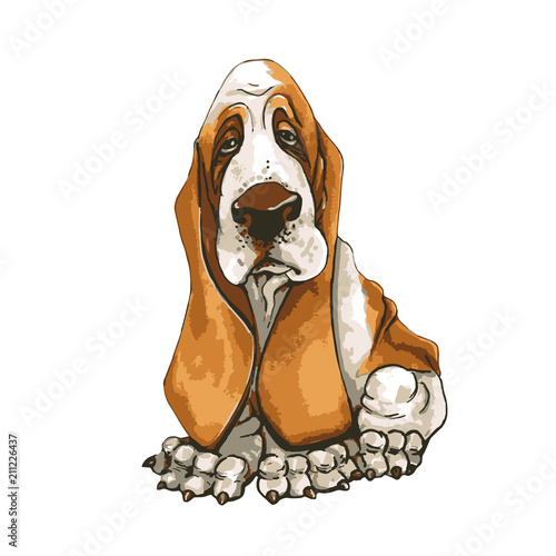 A dog of Basset Hound breed. On isolated white background. Vector
