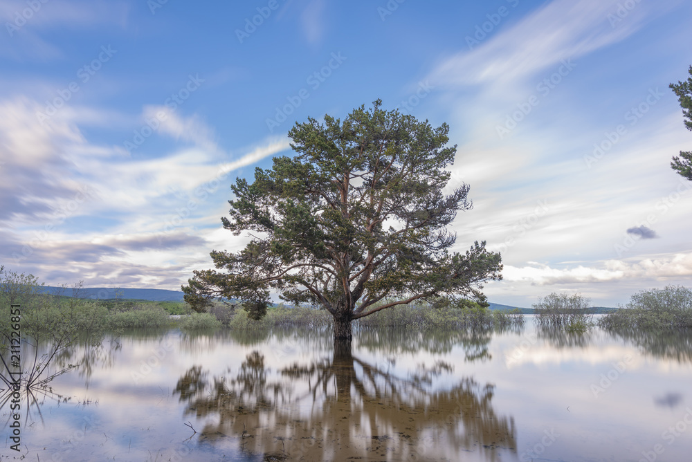 Arbol en el pantano de Cuerda del Pozo (Vinuesa Soria - España). Arbol en el pantano de Cuerda del Pozo (Vinuesa Soria - España).