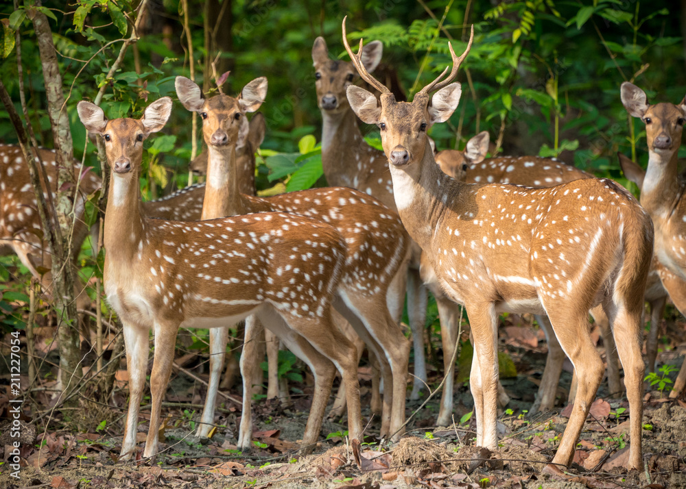 Sika or spotted deers herd in the jungle Sika or spotted deers herd in the jungle
