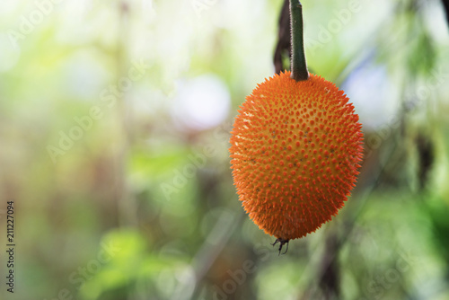 Gac fruit (Baby Jackfruit) with nature backGac fruit (Baby Jackfruit) in garden. Cochinchin gourd, Spiny bitter gourd, Sweet gourd