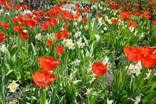 Fototapeta Naklejka Na Ścianę i Meble -  Beautiful flower bed with tulips and narcissus flowers.
