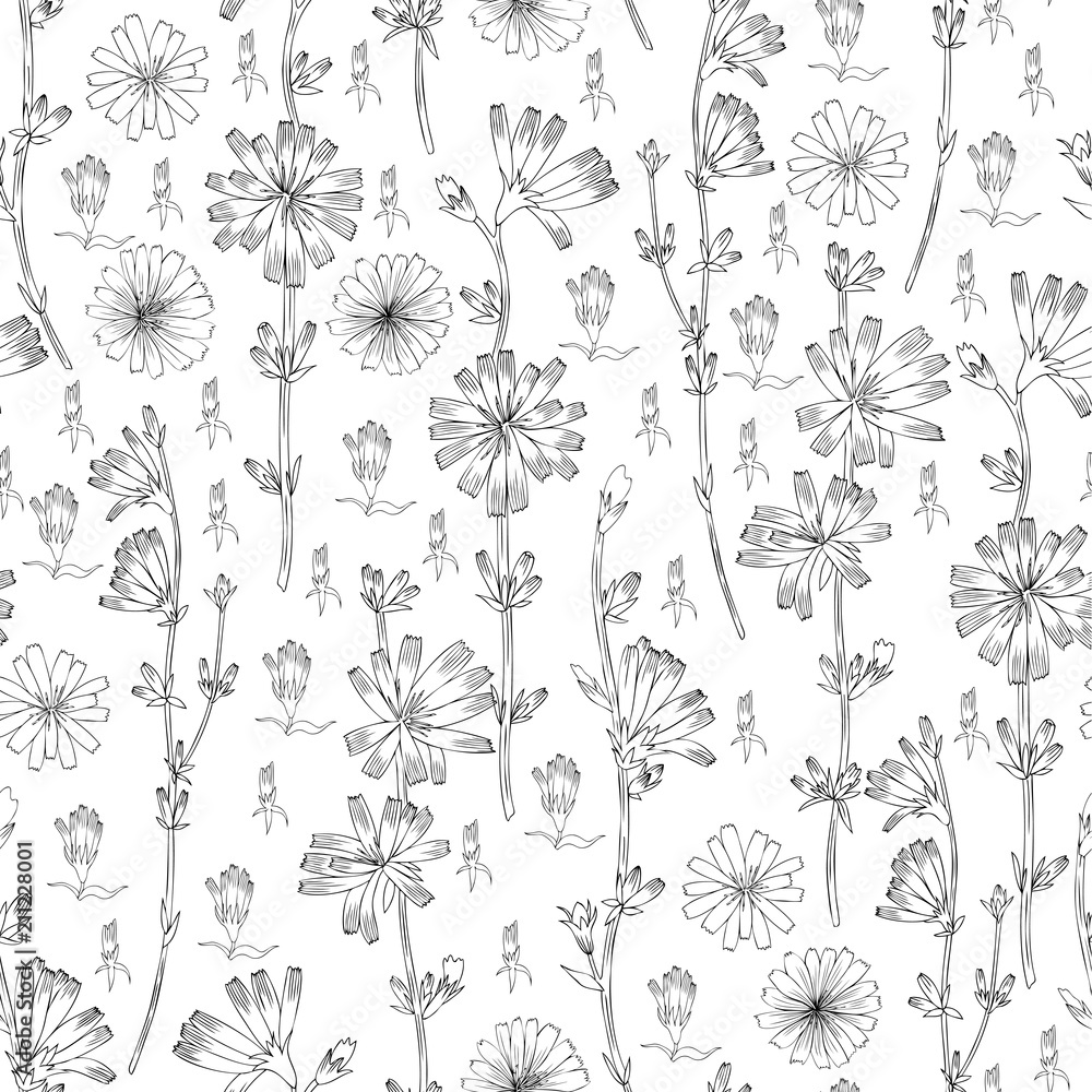 Seamless vector floral pattern Chicory flower hand drawn ink botanical illustration, doodle sketch isolated on white background, medical endive plant line art for design packaging cosmetic, herbal tea Seamless vector floral pattern Chicory flower hand drawn ink botanical illustration, doodle sketch isolated on white background, medical endive plant line art for design packaging cosmetic, herbal tea