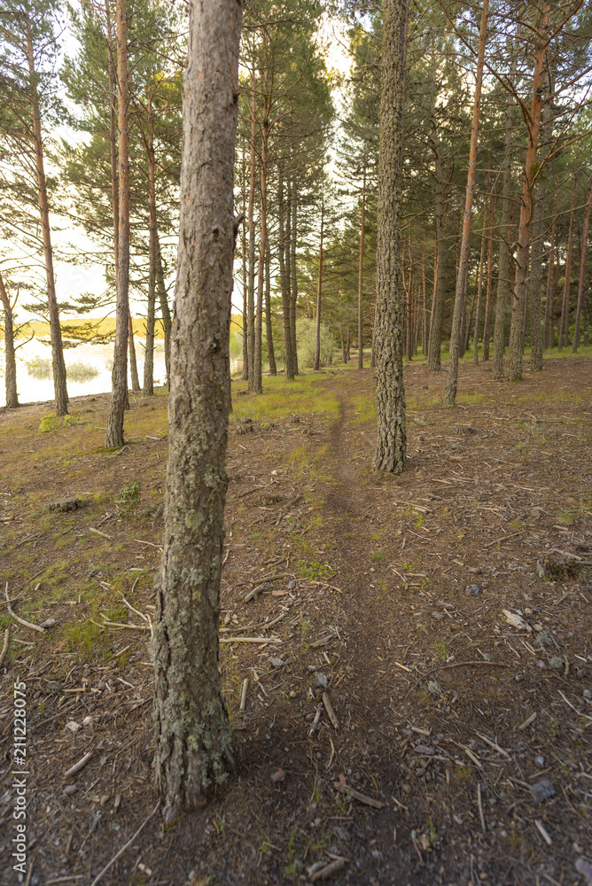 Ruta de senderismo por el bosque. Ruta de senderismo por el bosque.