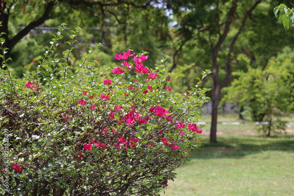 Pink bougainvillea