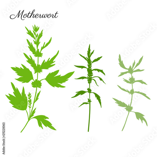 Motherwort hand drawn vector silhouette isolated on white background, green herbal medical sedative plant, Organic food ingredient illustration, design for healthy market, harmacology, cosmetic
