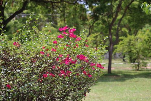 Pink bougainvillea