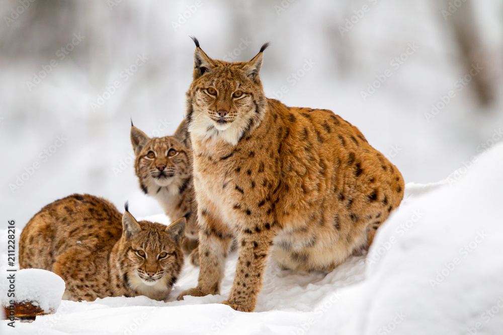 Naklejka premium Ryś (Lynx lynx), matka z dwoma młodymi zwierzętami, zimą na wolnym powietrzu w Bawarskim Parku Narodowym w Niemczech.