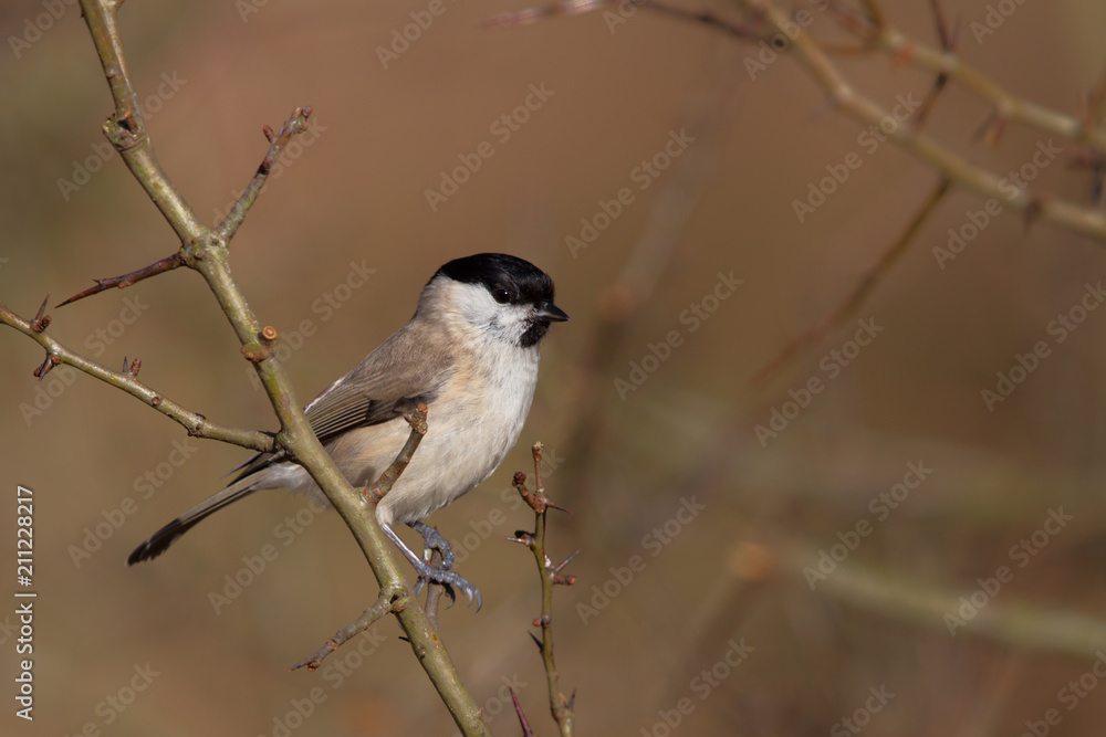 Weidenmeise (Parus montanus) im Winter im Naturschutzgebiet Mönchbruch bei Frankfurt, Deutschland. Weidenmeise (Parus montanus) im Winter im Naturschutzgebiet Mönchbruch bei Frankfurt, Deutschland.