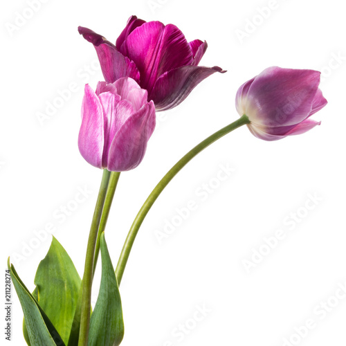 Flowers tulips with lilac-violet hues isolated on white background