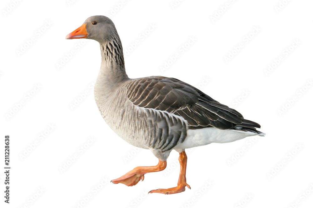 Fototapeta premium Greylag goose (Anser anser). Wild goose, isolated on white background