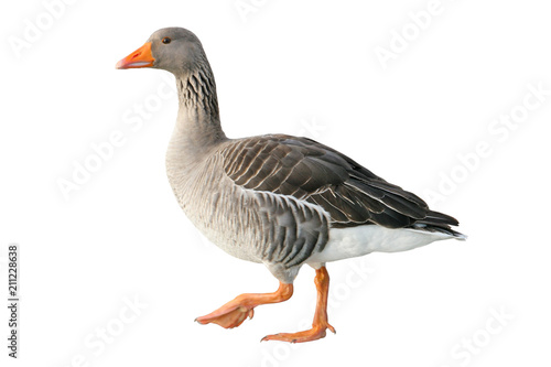 Greylag goose (Anser anser). Wild goose, isolated on white background