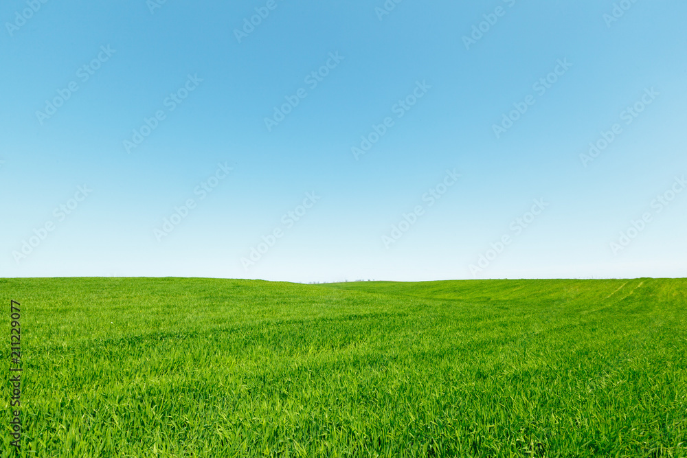 beautiful Green field