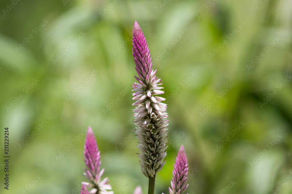 Pink Celosia argentea grass flower in the garden Pink Celosia argentea grass flower in the garden