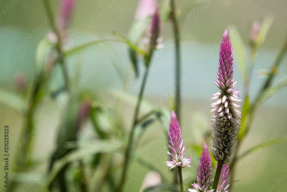 Pink Celosia argentea grass flower in the garden Pink Celosia argentea grass flower in the garden