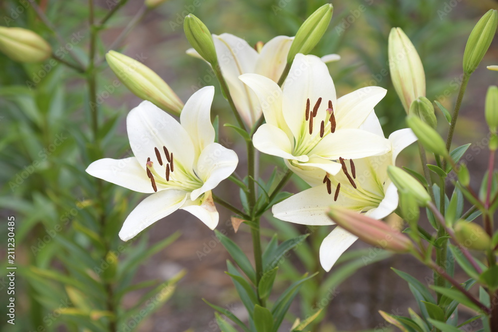 Obraz premium 百合