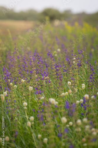 Rare threatened steppe territory in Ukraine with Salvia pratensis flowering. Grass field flower background.