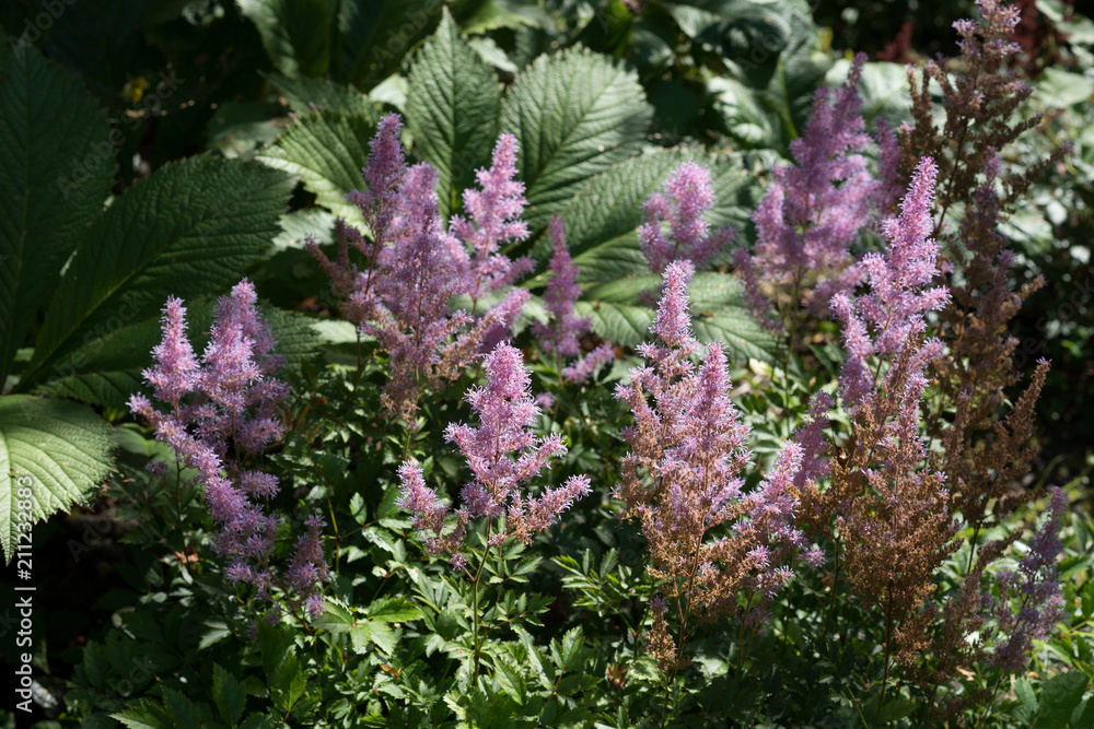 Obraz premium Astilbe chinensis flowers bloom in the garden