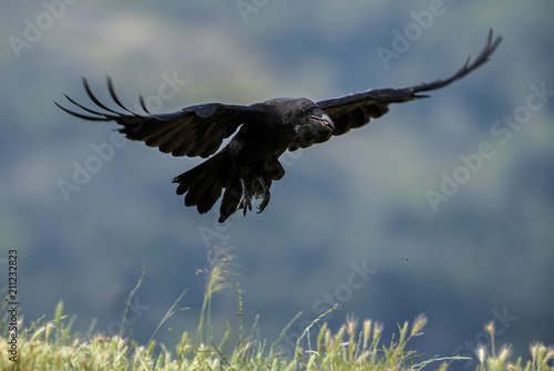 Common Raven - Corvus corax, black large bird from European woodlands, Eastern Rodope mountains, Bulgaria.