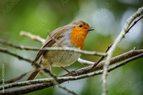 Robin bird over branch