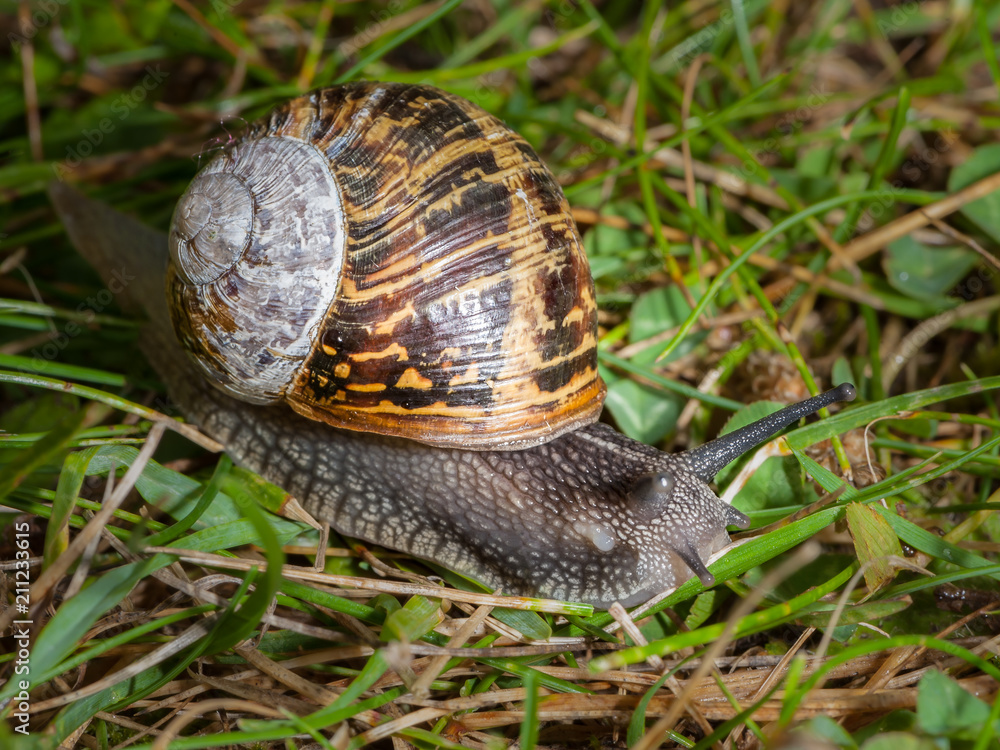 Snail in a green meadow, Normandy France Snail in a green meadow, Normandy France