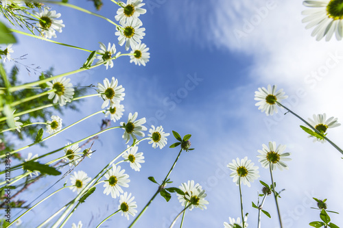 Fototapeta Naklejka Na Ścianę i Meble -  Margeriten
