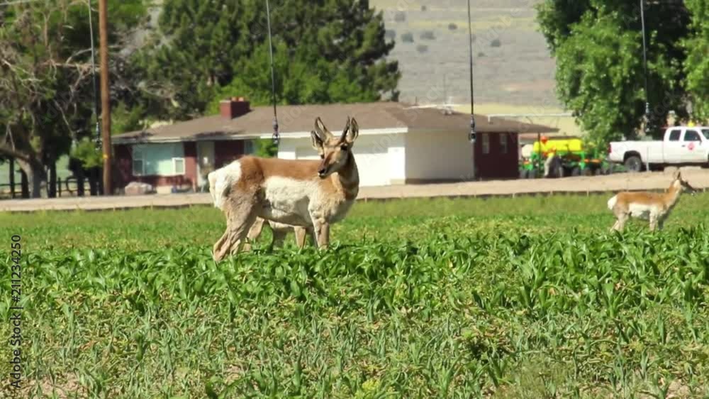Pronghorn antelope loosing their winter coats eat shrubs on a windy, summer day
