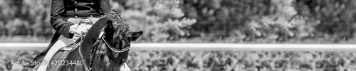 Dressage horse and rider. Black and white horse portrait during equestrian sport competition. Advanced dressage test. Copy space for your text. Horizontal photo banner for website header design.