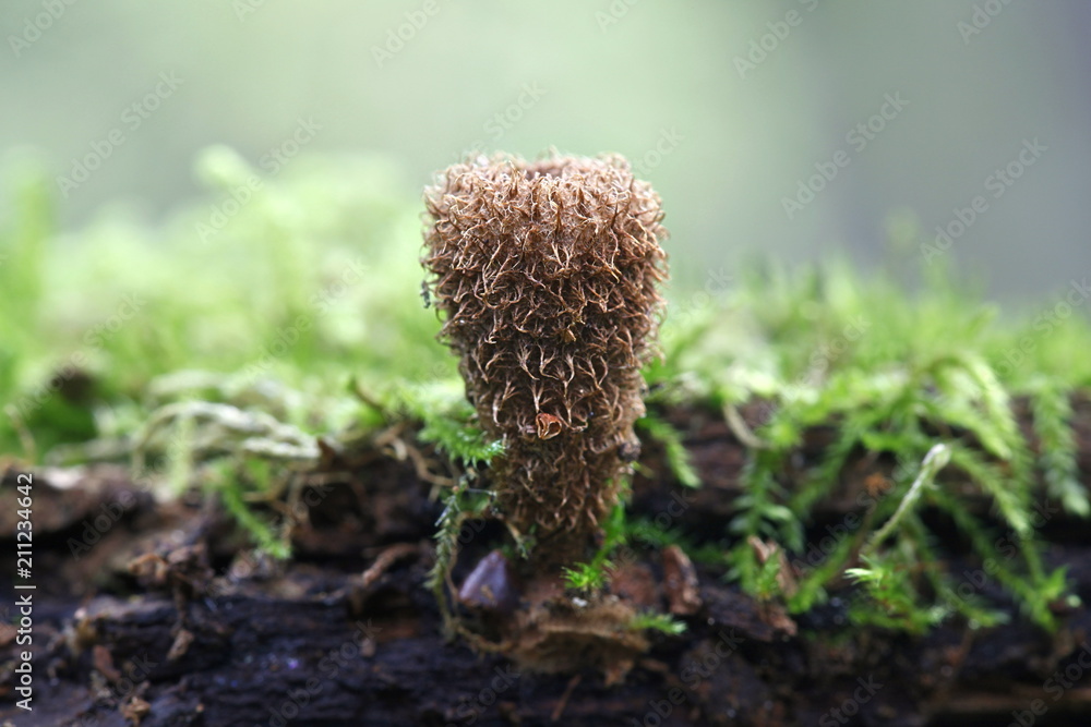 Fluted bird's nest fungus, Cyathus striatus Stock Photo Adobe Stock