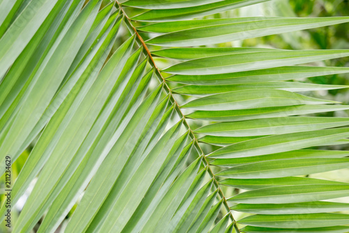 Green background of Tropical palm leaves