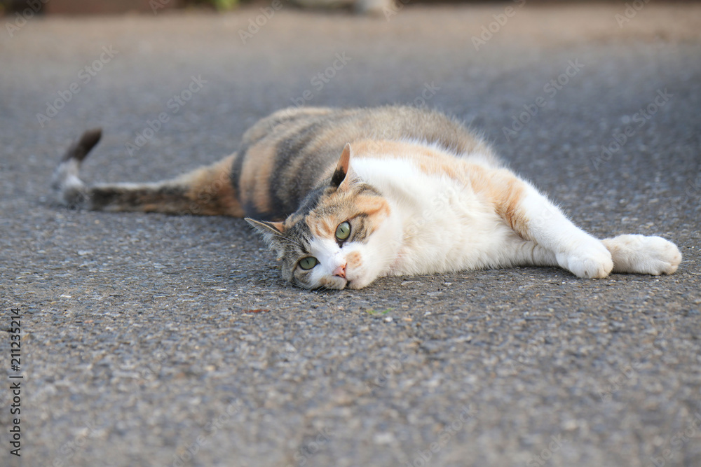 外猫 外猫