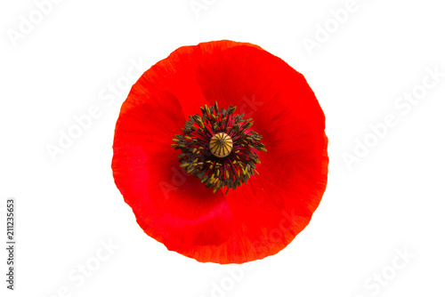 Fototapeta Naklejka Na Ścianę i Meble -  poppy isolated