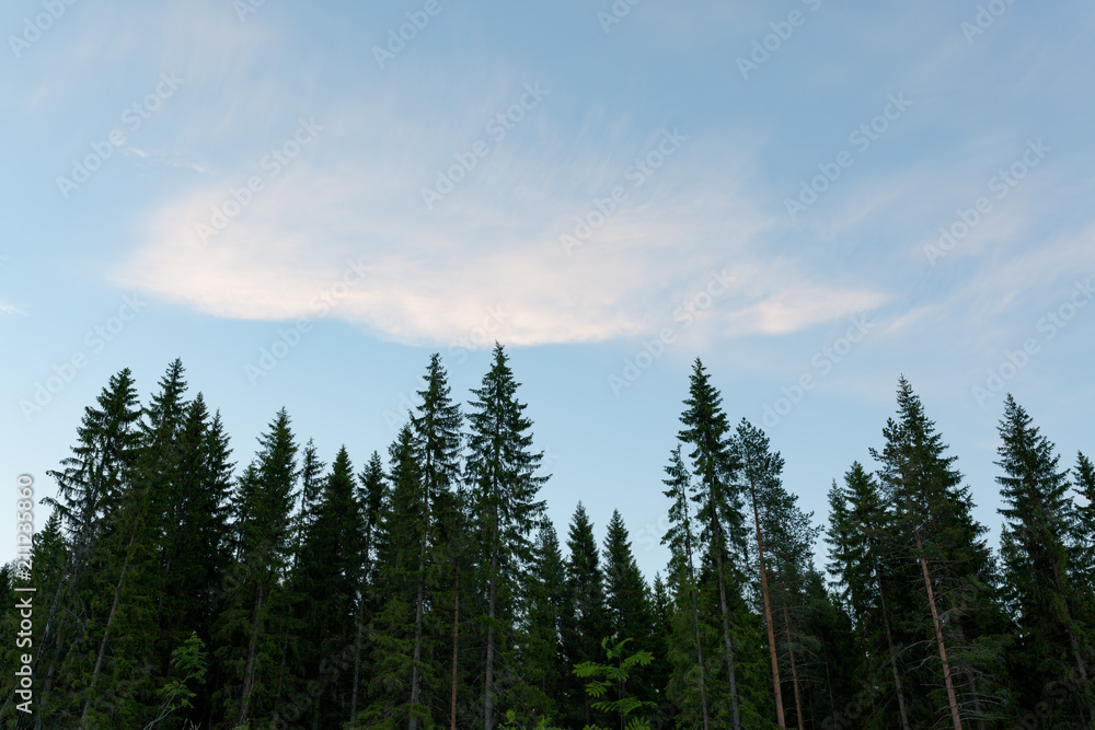 Treetops and sky at summer dawn Treetops and sky at summer dawn