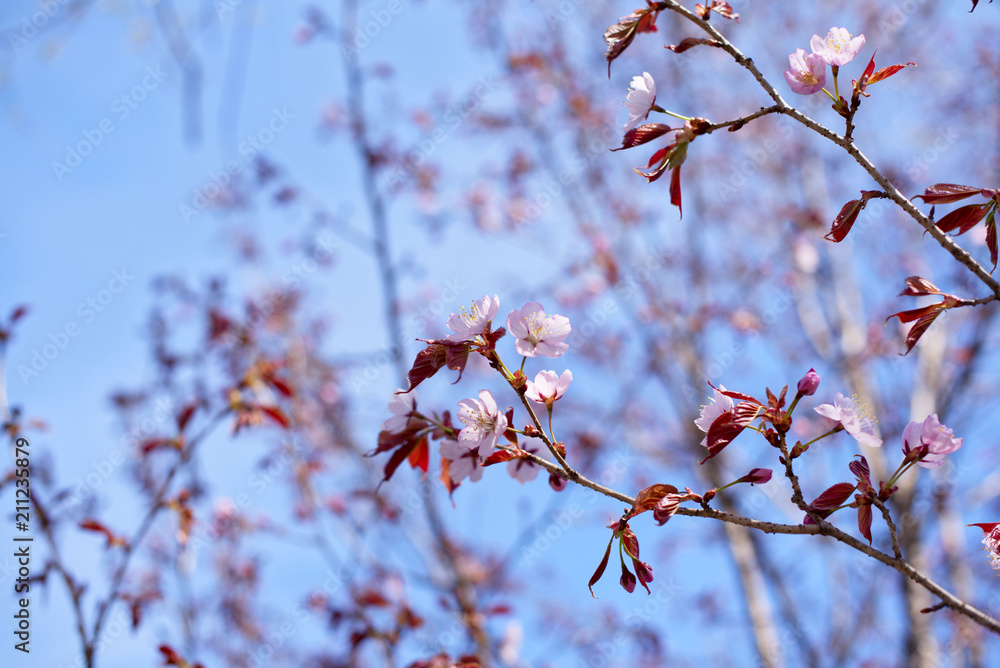 Beautiful branches with flowers on the background of the sky. Beautiful branches with flowers on the background of the sky.