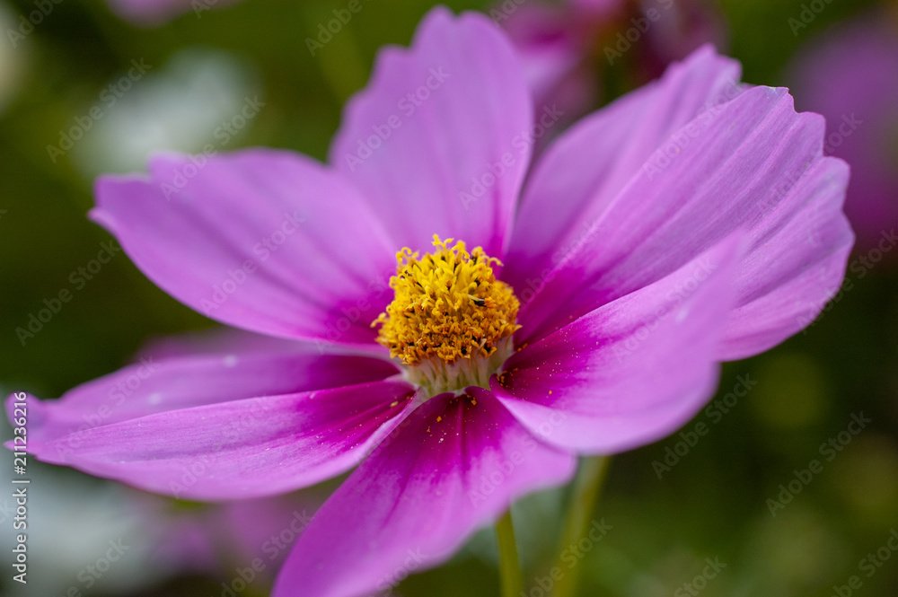 広島県国営備北丘陵公園のコスモス庭園
