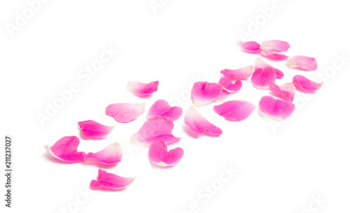 pink petals isolated