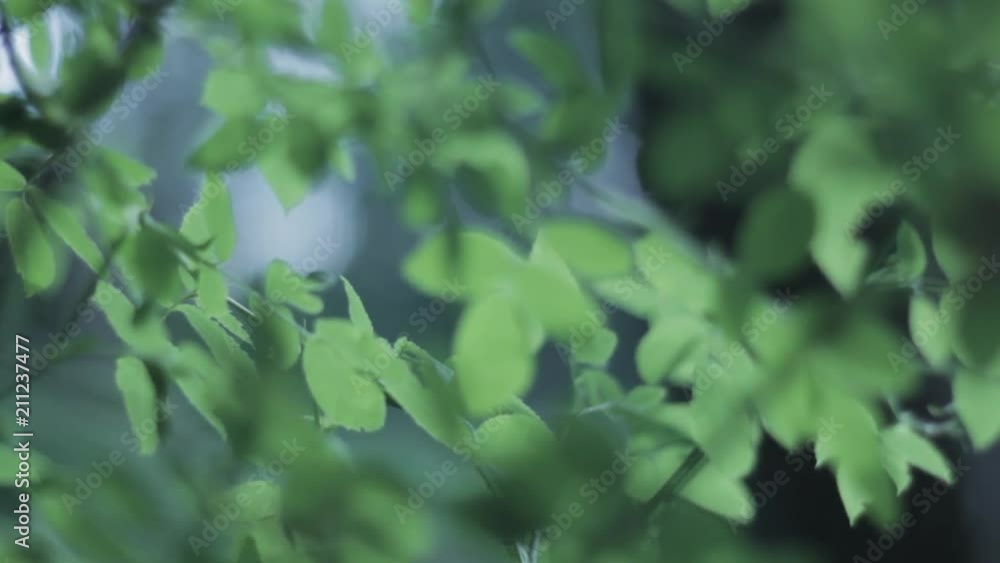 Leafs in forest focus shift effect. Leafs in forest focus shift effect.