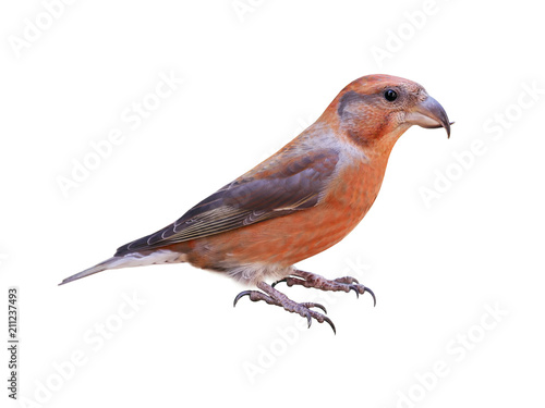Male red crossbill (Loxia curvirostra), isolated on white background photo