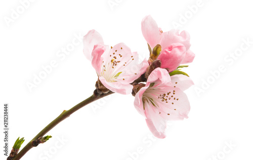 Fototapeta Naklejka Na Ścianę i Meble -  sakura flowers isolated