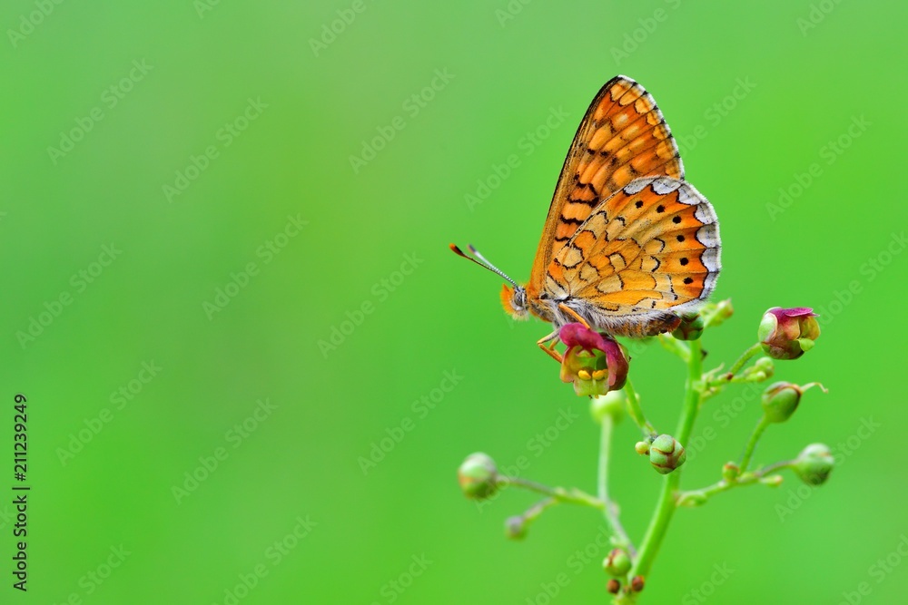 Obraz premium Euphydryas aurinia 200