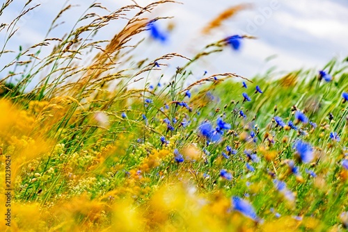 Fototapeta Naklejka Na Ścianę i Meble -  cornflower field in summer