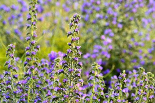 Field violet flowers, beautiful background with green leaves