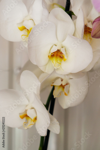 Flower background with orchid flowers. Flowers sale.