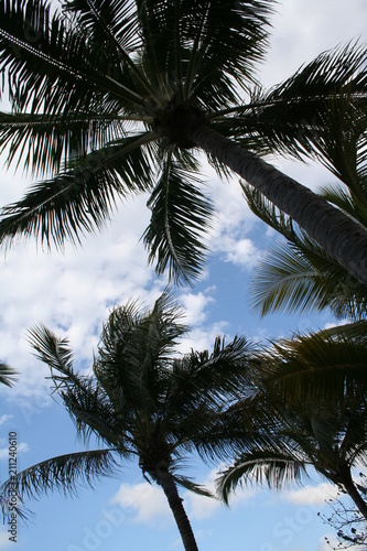 palm and coconuts at airlie beach