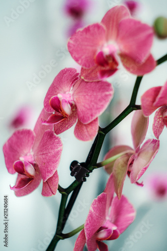 Flower background with orchid flowers. Flowers sale.