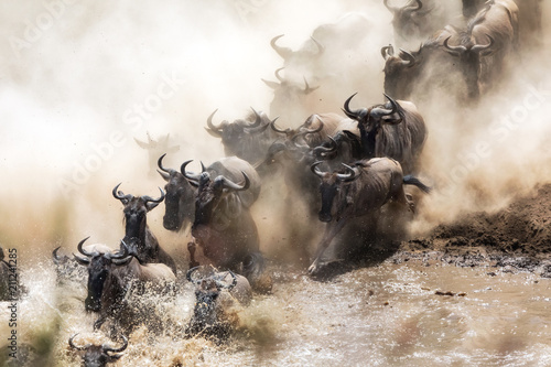 Wildebeest herd crossing the Mara River