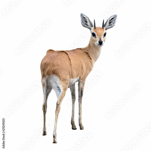 Steenbok isolated on white photo