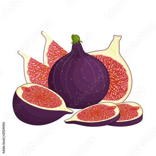 Fresh cartoon fruit figs. Vector illustration. Composition of a whole, half and chopped blue figs.