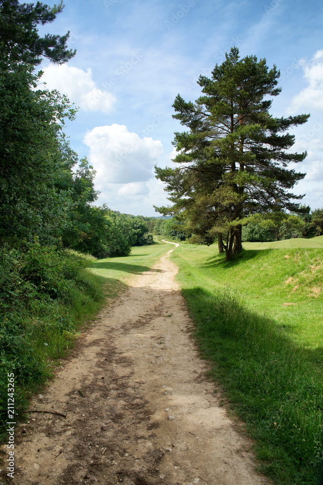 Pathway between trees in English countryside