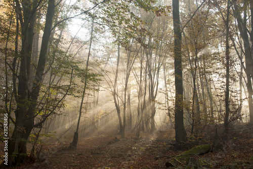 Sunset light in the misty autumn forest