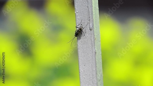 Evania appendigaster, Evaniidae, ensign wasps, nightshade wasps, hatchet wasps photo